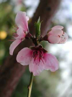 Peach blossoms